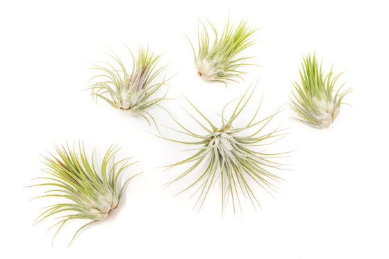 Tillandsia Ionantha Guatemala Air Plants