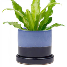  Ceramic Plant Pots Indoor