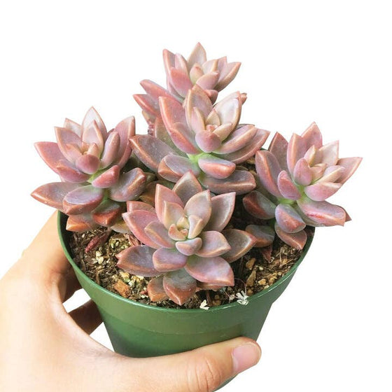 Graptosedum California Sunset