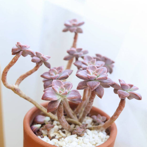 Graptosedum California Sunset