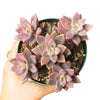 Graptosedum California Sunset