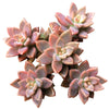 Graptosedum California Sunset