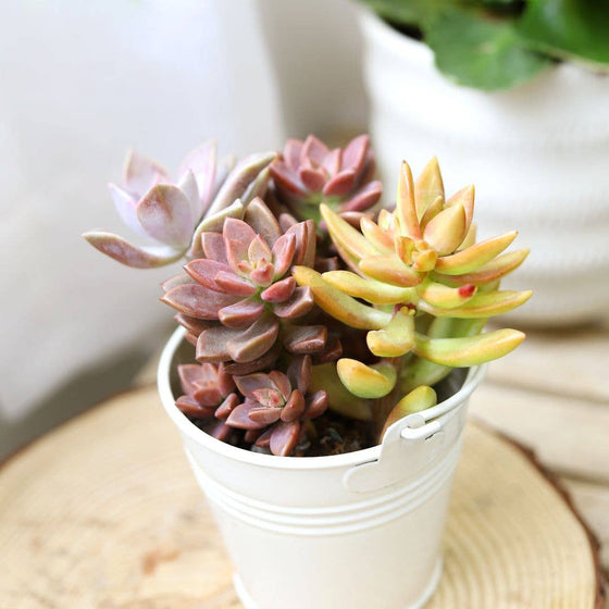 Graptosedum California Sunset