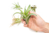 Tillandsia Abdita Air Plants (24)