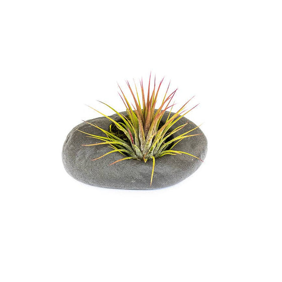 Ionantha Rubra in Gray Ceramic Stone Planters