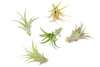 Tillandsia Abdita Air Plants (24)