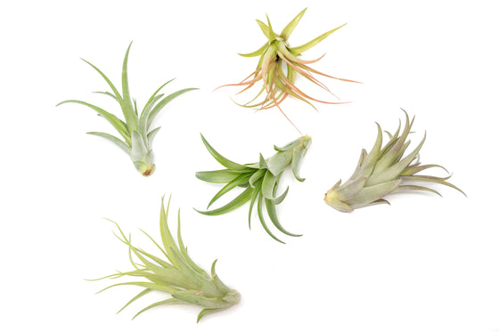 Tillandsia Abdita Air Plants (24)