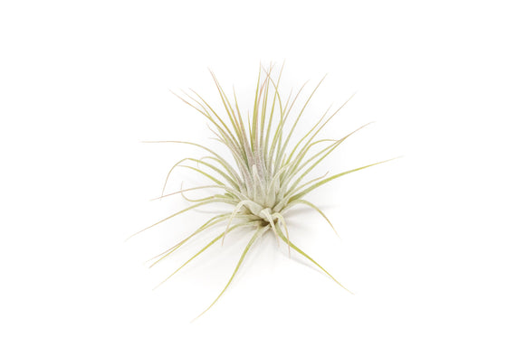 Tillandsia Ionantha Guatemala Air Plants