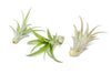 Tillandsia Abdita Air Plants (24)