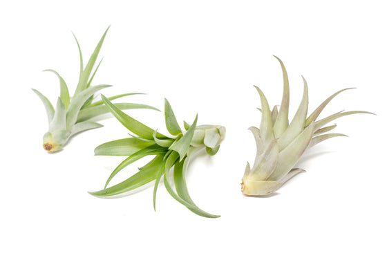 Tillandsia Abdita Air Plants (24)