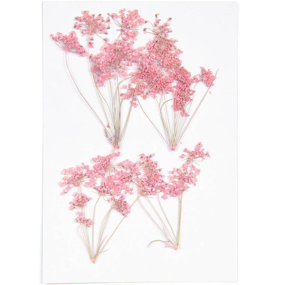 Rico Design Pressed Flower & Plant Set, Ammi Branch, Pink