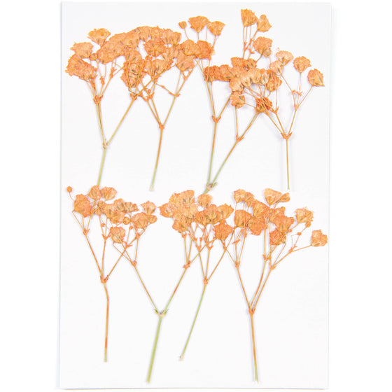 Rico Design Pressed Flower & Plant Set, Gypsophilia, Peach