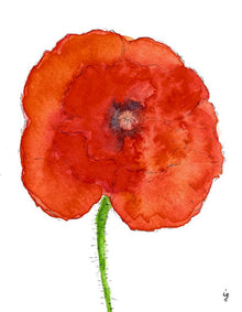  Poppy