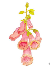  Foxglove